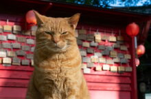「招福 お猫さま　小森正孝 写真展」　２０２５　みん芸　IN…