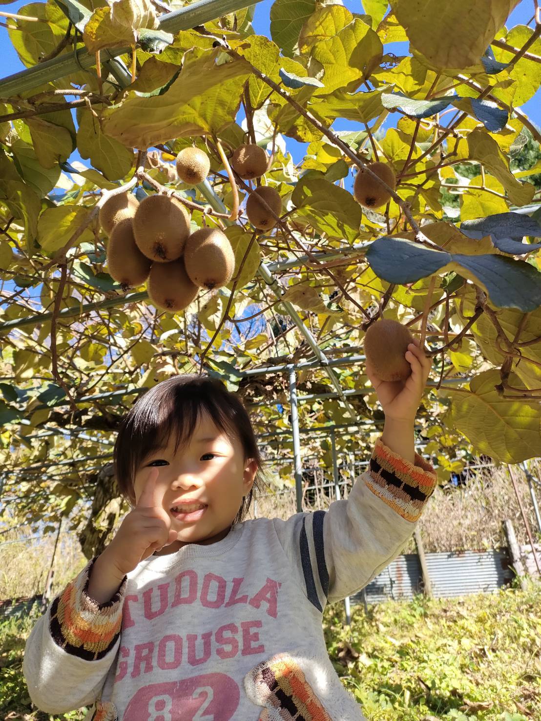 キウイ収穫体験